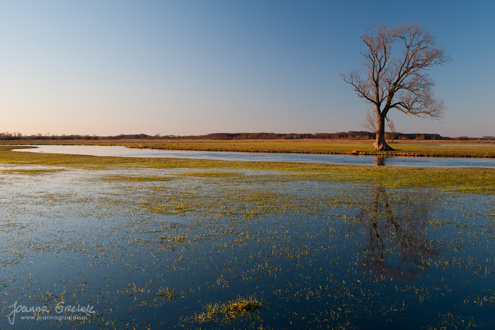087_Biebrza - kwiecien 2013.jpg